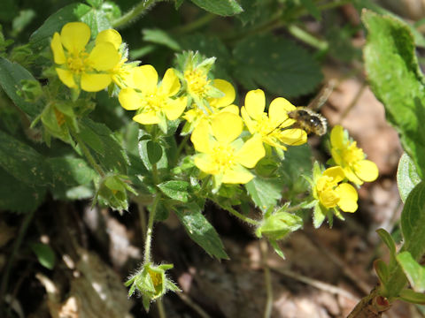 Potentilla fragarioides var. major