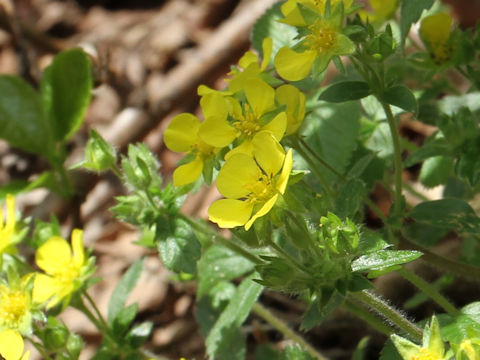 Potentilla fragarioides var. major