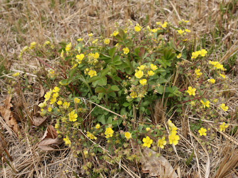 Potentilla fragarioides var. major