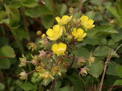 Potentilla fragarioides var. major