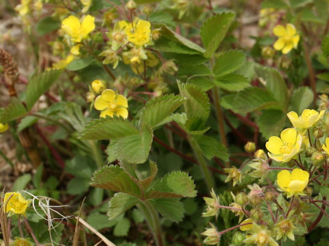 Potentilla fragarioides var. major