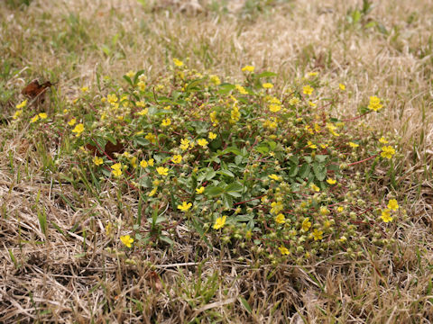 Potentilla fragarioides var. major