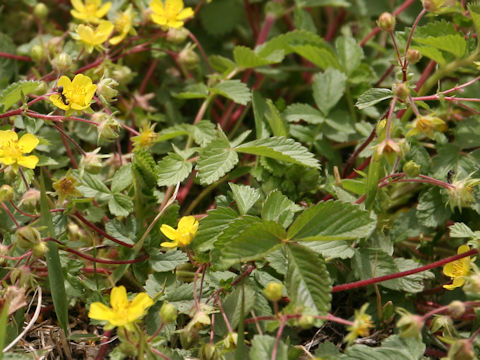 Potentilla fragarioides var. major