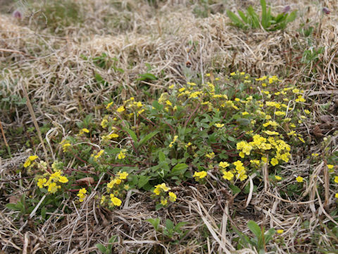 Potentilla fragarioides var. major