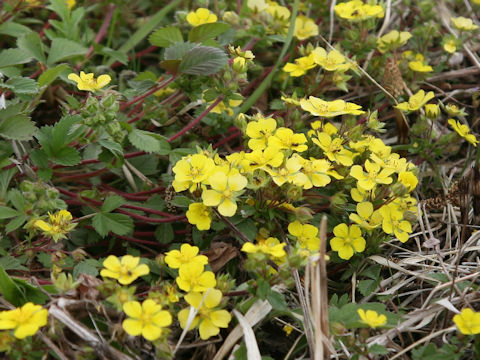 Potentilla fragarioides var. major