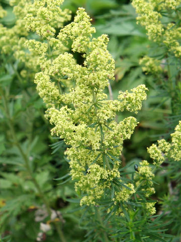 Galium verum var. asiatica