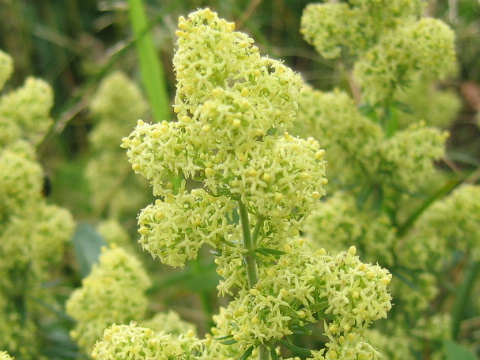 Galium verum var. asiatica