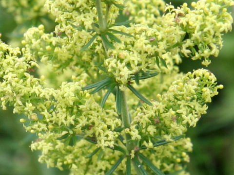 Galium verum var. asiatica