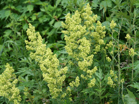 Galium verum var. asiatica