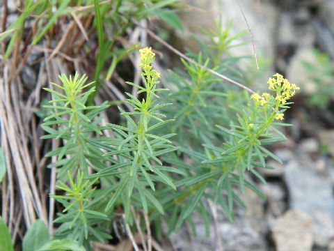 Galium verum var. asiatica