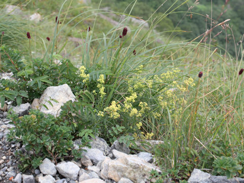 Galium verum var. asiatica