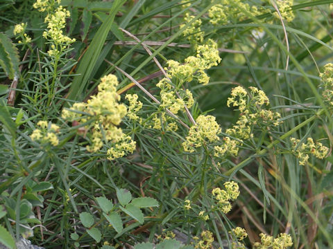 Galium verum var. asiatica