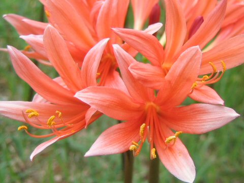 Lycoris sanguinea