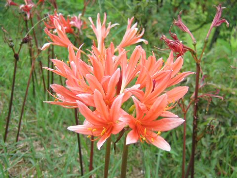 Lycoris sanguinea