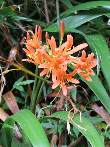 Lycoris sanguinea