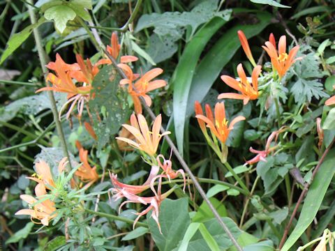 Lycoris sanguinea