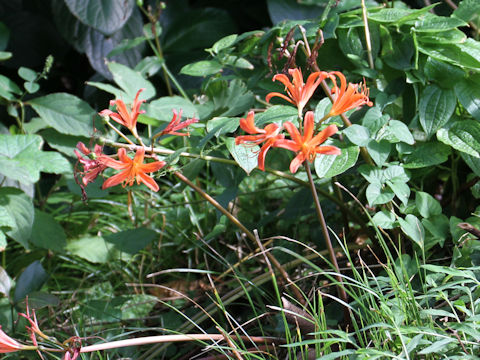 Lycoris sanguinea