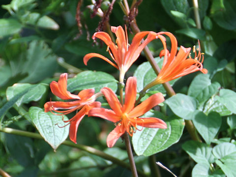 Lycoris sanguinea