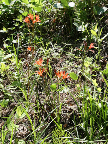 Lycoris sanguinea