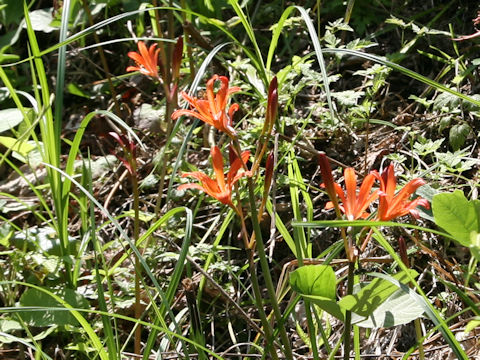 Lycoris sanguinea