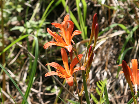 Lycoris sanguinea