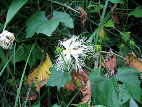 Trichosanthes kirilowii var. japonica