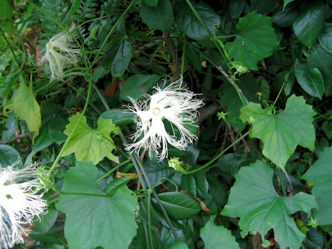 Trichosanthes kirilowii var. japonica