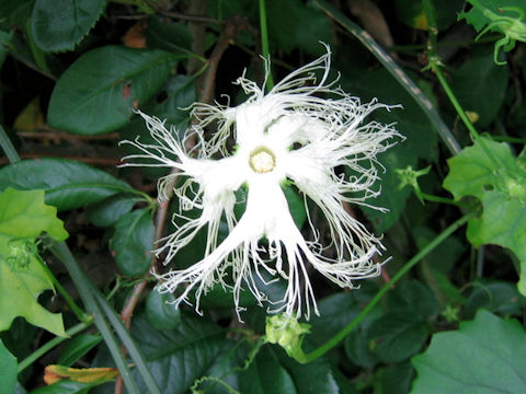 Trichosanthes kirilowii var. japonica