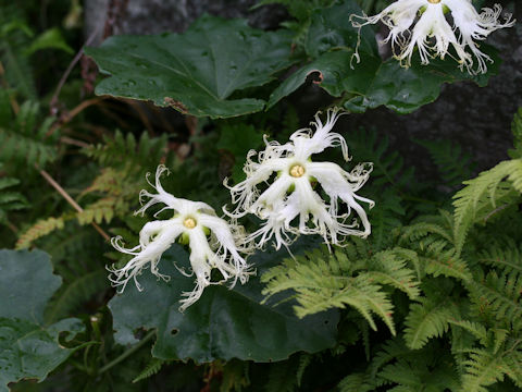 Trichosanthes kirilowii var. japonica