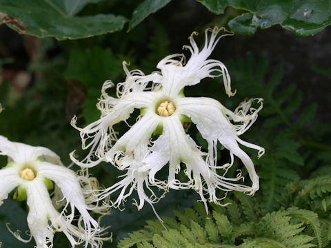 Trichosanthes kirilowii var. japonica