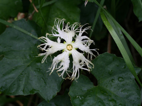 Trichosanthes kirilowii var. japonica