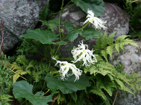 Trichosanthes kirilowii var. japonica