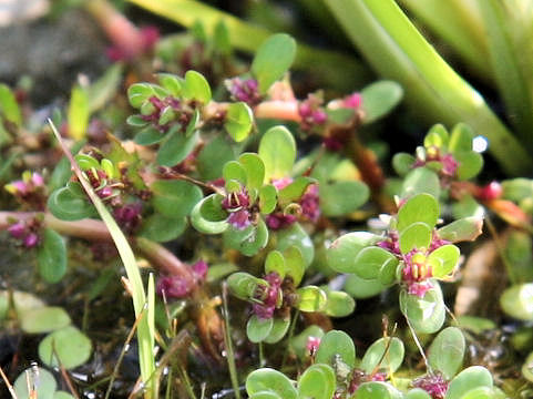 Rotala indica var. uiginosa