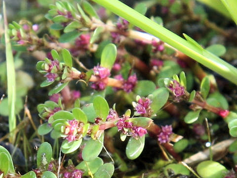 Rotala indica var. uiginosa