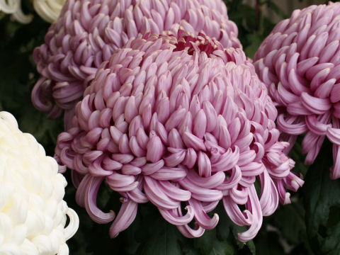 Chrysanthemum grandiflorum 'Atsu-mono'