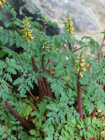 Corydalis heterocarpa var. japonica