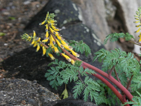 Corydalis heterocarpa var. japonica