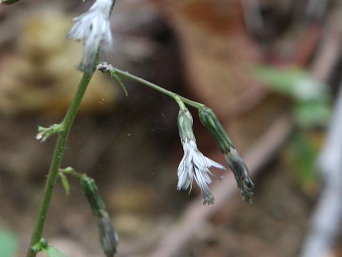 Ainsliaea apiculata