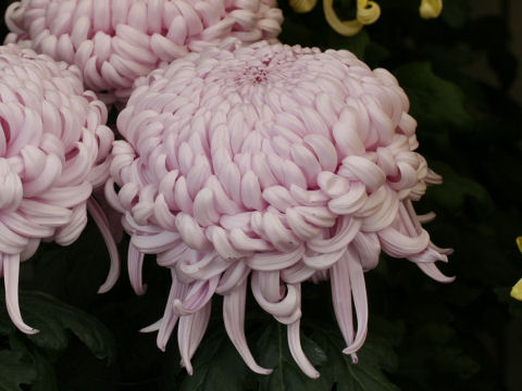 Chrysanthemum grandiflorum 'Atsu-bashiri'