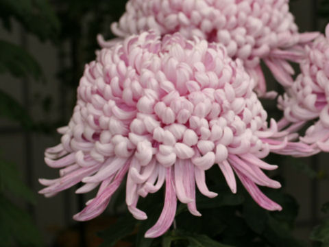 Chrysanthemum grandiflorum 'Atsu-bashiri'