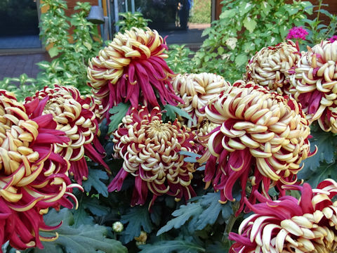 Chrysanthemum grandiflorum 'Atsu-bashiri'