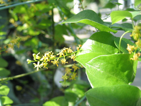 Dioscorea elephantipes