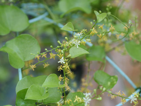 Dioscorea elephantipes