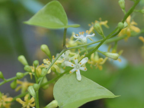 Dioscorea elephantipes