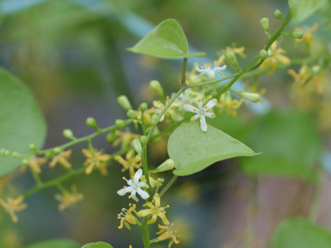 Dioscorea elephantipes