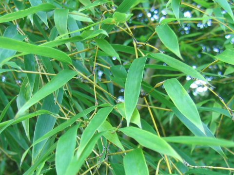 Phyllostachys pubescens var. heterocycla