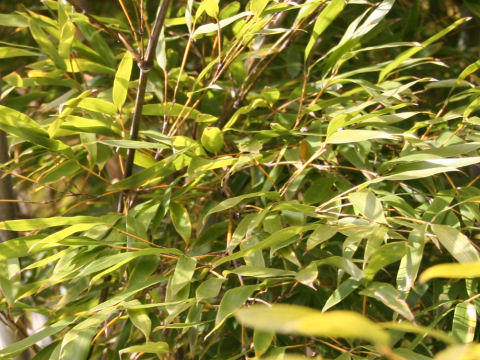 Phyllostachys pubescens var. heterocycla