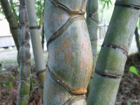 Phyllostachys pubescens var. heterocycla