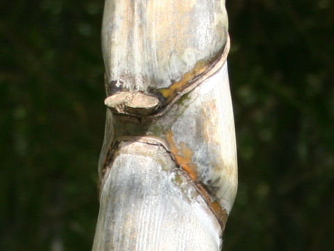 Phyllostachys pubescens var. heterocycla