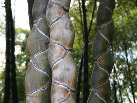 Phyllostachys pubescens var. heterocycla